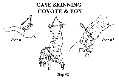 gif -- Case Skinning Coyote and Fox