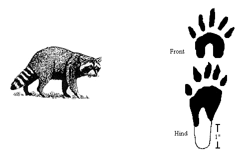 GIF: Drawing of a raccoon and its paw prints.