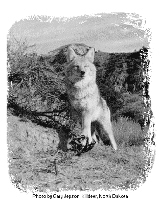GIF: Photo of Coyote.