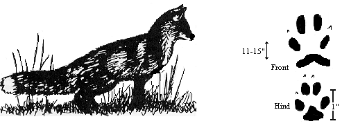 GIF: Drawing of a Red Fox and its paw prints.