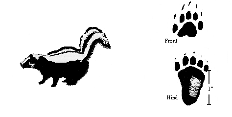 GIF: Drawing of a skunk and its paw prints.